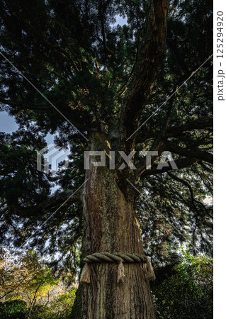 生命力あふれる箱根のご神木 125294920