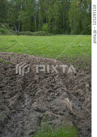 Rainwater creates visible tire tracks at the entrance of an agricultural field surrounded by lush Rainwater creates visible tire tracks at the entrance of an agricultural field surrounded by lush 125295110