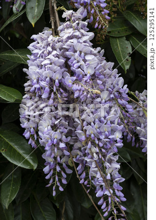 Vibrant clusters of blooming wisteria flowers capture the essence of spring in a lush garden setting 125295141