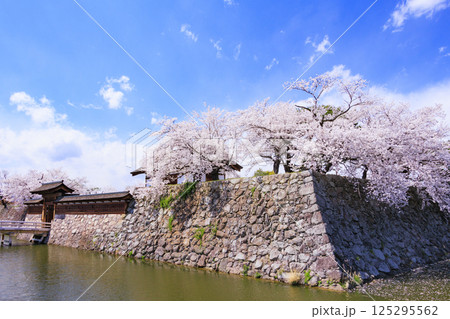 桜満開の長野松代城址 125295562