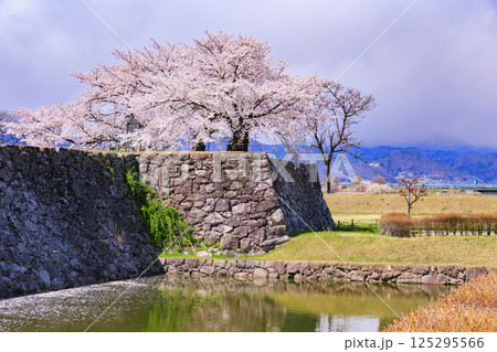 桜満開の長野松代城址 125295566