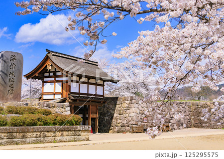 桜満開の長野松代城址 桜満開の長野松代城址 125295575