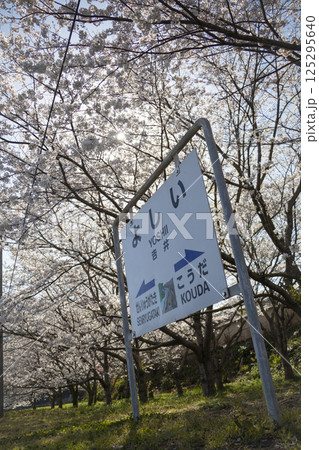 桜咲く吉井駅 125295640