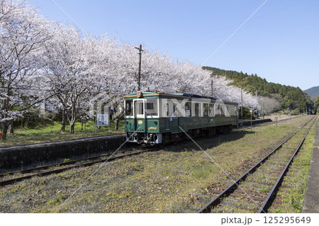 桜満開の駅に到着する列車 桜満開の駅に到着する列車 125295649