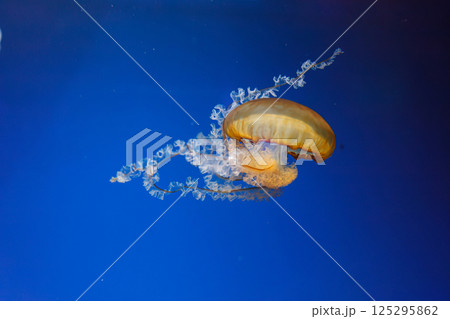 underwater photos of jellyfish chrysaora fuscescens jellyfish pacific sea nettle underwater photos of jellyfish chrysaora fuscescens jellyfish pacific sea nettle 125295862
