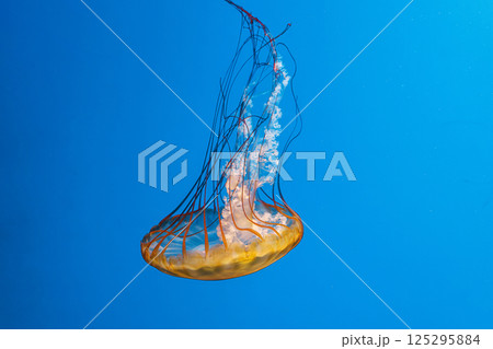 underwater photography jellyfish Chrysaora fuscescens, Pacific sea nettle, West Coast sea nettle underwater photography jellyfish Chrysaora fuscescens, Pacific sea nettle, West Coast sea nettle 125295884