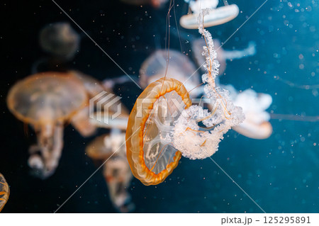 underwater photography jellyfish Chrysaora fuscescens, Pacific sea nettle, West Coast sea nettle underwater photography jellyfish Chrysaora fuscescens, Pacific sea nettle, West Coast sea nettle 125295891