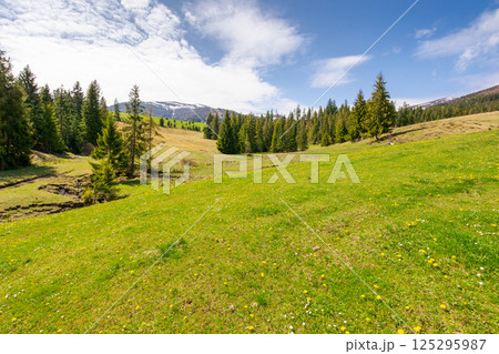 mountainous countryside of ukraine in spring. fir woods on the grassy hills. distant alpine tops of borzhava ridge in snow. sunny day in transcarpathia mountainous countryside of ukraine in spring. fir woods on the grassy hills. distant alpine tops of borzhava ridge in snow. sunny day in transcarpathia 125295987