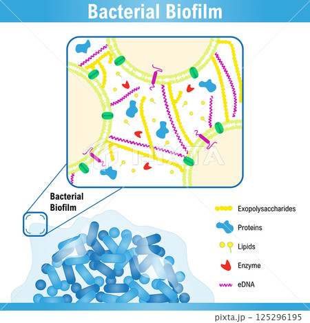 Schematic representation of a bacterial biofilm 125296195