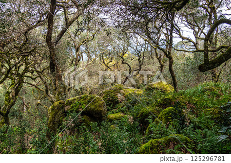 Ancient oak forest of Bussaco, in Luso, Aveiro in Portugal. Trail between trees. Stairs in forest. Forest footpath. 125296781