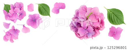 Pink Hydrangea flower isolated on white background. Top view with copy space for your text. Flat lay 125296801