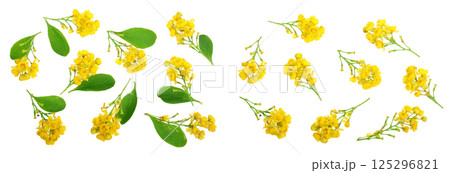Flowers of barberries with leaves isolated on white background 125296821