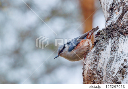 Eurasian nuthatch - Sitta europaea on a tree 125297038