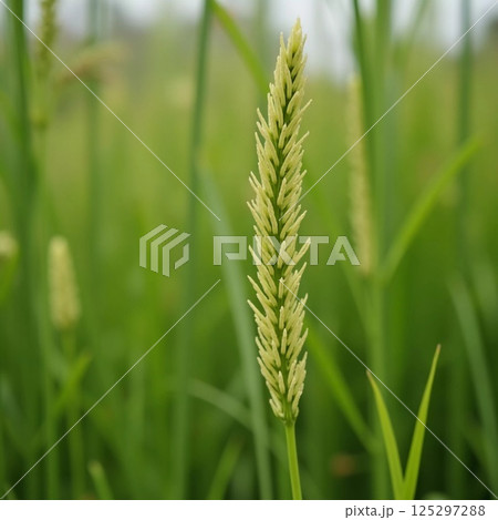 In the heart of a serene landscape, a single rice stalk rises above the verdant expanse. Clouds linger ominously, hinting at an approaching storm while nature thrives Generative AI 125297288