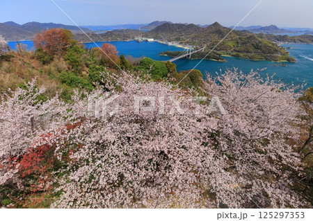 【愛媛県】満開の桜と伯方大島大橋の眺望（しまなみ海道） 125297353