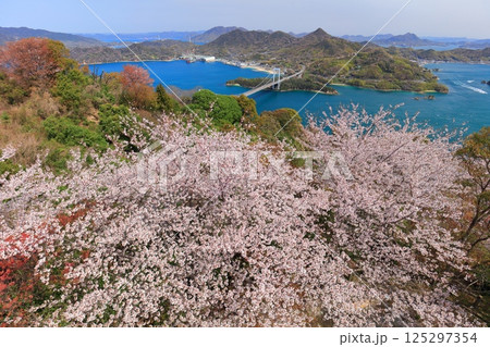 【愛媛県】満開の桜と伯方大島大橋の眺望(しまなみ海道) 【愛媛県】満開の桜と伯方大島大橋の眺望(しまなみ海道) 125297354