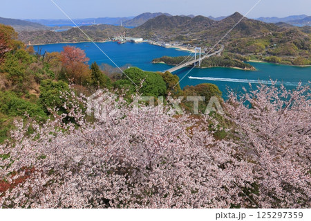 【愛媛県】満開の桜と伯方大島大橋の眺望（しまなみ海道） 125297359