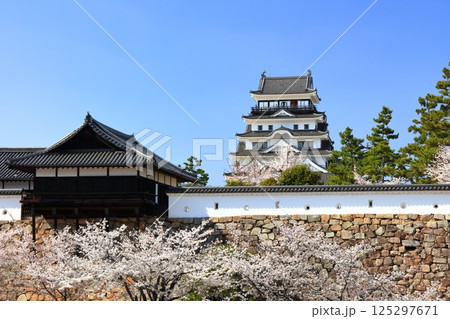 【広島県】桜咲く春の福山城(復興後)福山城桜まつり 【広島県】桜咲く春の福山城(復興後)福山城桜まつり 125297671