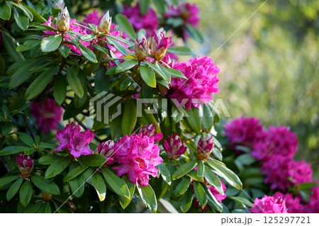 シャクナゲの花 シャクナゲの花 125297721