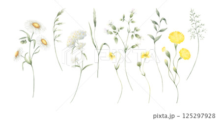 Wildflowers chamomile, buttercup, dandelion, yarrow and meadow green grasses. Hand drawn isolated watercolor illustration set of yellow and white field flowers for fabric print, postcards and sticker 125297928