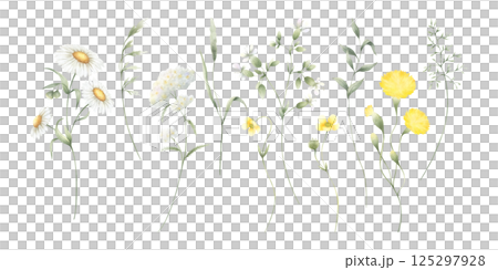 Wildflowers chamomile, buttercup, dandelion, yarrow and meadow green grasses. Hand drawn isolated watercolor illustration set of yellow and white field flowers for fabric print, postcards and sticker 125297928