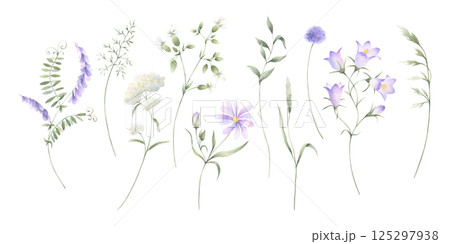 Wildflowers bellflower, mouse pea, yarrow and meadow grasses. Hand drawn isolated watercolor illustration set of lilac and purple flower for fabric print, postcard and sticker. Sketch of field plants Wildflowers bellflower, mouse pea, yarrow and meadow grasses. Hand drawn isolated watercolor illustration set of lilac and purple flower for fabric print, postcard and sticker. Sketch of field plants 125297938