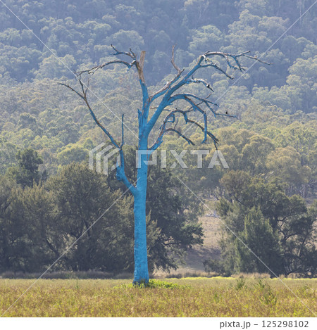 A Blue Tree Project tree in the Capertee Valley in Australia 125298102