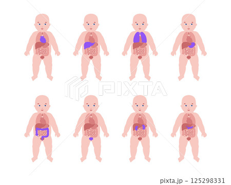 Internal organs of the child 125298331