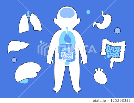Internal organs of the child 125298332