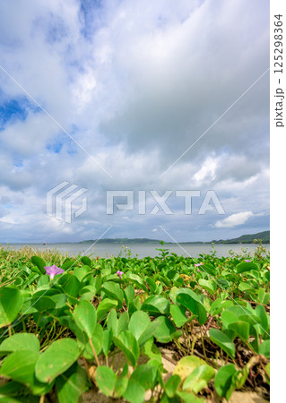 青空の下、海辺に咲く花々が美しい石垣島の風景 青空の下、海辺に咲く花々が美しい石垣島の風景 125298364