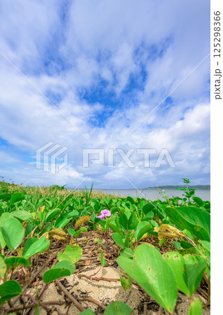 青空の下、海辺に咲く花々が美しい石垣島の風景 青空の下、海辺に咲く花々が美しい石垣島の風景 125298366