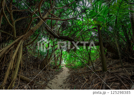 石垣島の秘境感あふれる緑のトンネルと自然の力強さ 125298385