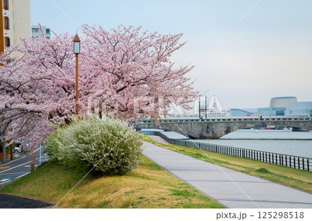 信濃川沿いの桜 125298518
