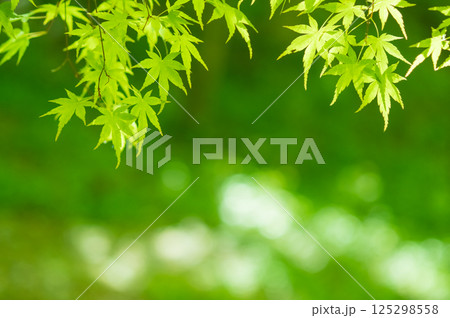 新緑イメージ【青もみじ・三重県 四日市市 もみじ谷】 125298558