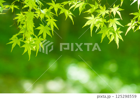 新緑イメージ【青もみじ・三重県 四日市市 もみじ谷】 125298559
