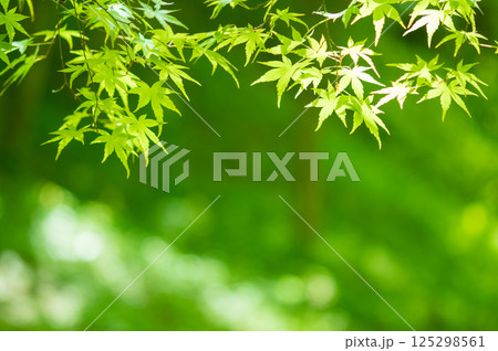 新緑イメージ【青もみじ・三重県 四日市市 もみじ谷】 125298561
