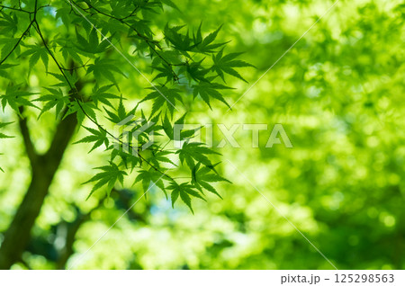 新緑イメージ【青もみじ・三重県 四日市市 もみじ谷】 新緑イメージ【青もみじ・三重県 四日市市 もみじ谷】 125298563