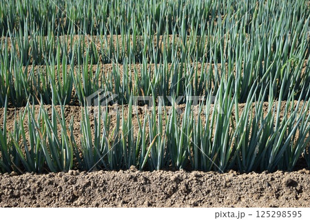 長ネギ畑 山形県庄内 長ネギ畑 山形県庄内 125298595