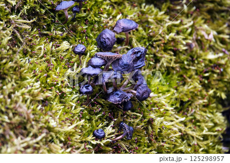 Mushrooms as a family grow on a stump in green moss Mushrooms as a family grow on a stump in green moss 125298957