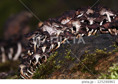 Mushrooms as a family grow on a stump in green moss Mushrooms as a family grow on a stump in green moss 125298961