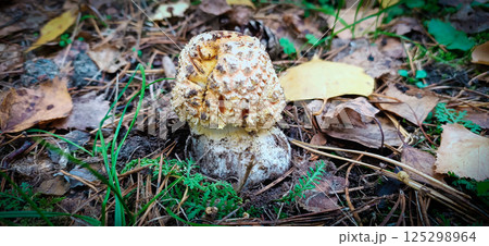 The small red fly agaric mushroom grows in a forest clearing on a sunny day The small red fly agaric mushroom grows in a forest clearing on a sunny day 125298964