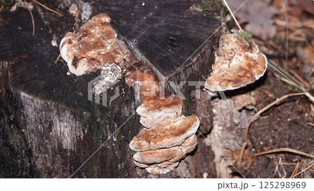 Mushroom growths on trees in the autumn forest Mushroom growths on trees in the autumn forest 125298969