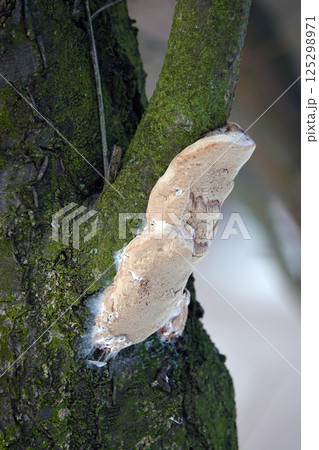 Mushrooms parasites growths on trees in the forest 125298971