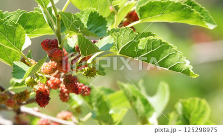 Mulberry tree branch with Mulberry berries Mulberry tree branch with Mulberry berries 125298975