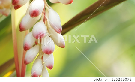 水滴、したたるゲットウのつぼみ 水滴、したたるゲットウのつぼみ 125299073