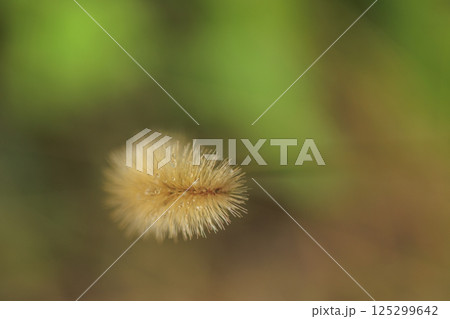 秋の野の紅葉した猫じゃらし 125299642