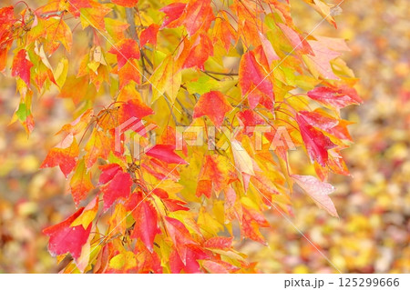 色づく　トウカエデの葉 125299666