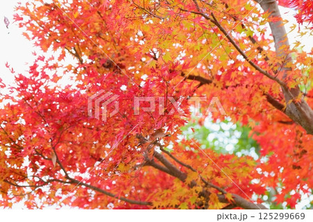 色づくカエデの葉 125299669