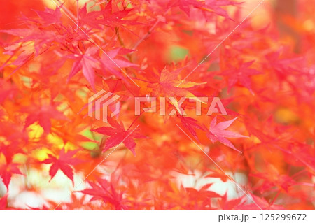 色づくカエデの葉 鮮やか色変化 色づくカエデの葉 鮮やか色変化 125299672