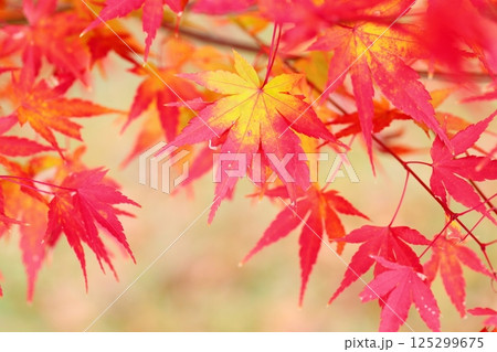 色づくカエデの葉　鮮やか色変化 125299675